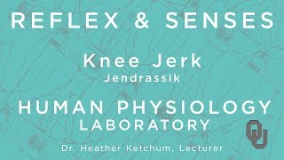 Knee Jerk  Jendrassik for students  Reflex amp Senses  Human Physiology  Dr Ketchum [upl. by Else]