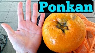 GIANT MANDARIN  Tasting The Ponkan Tangerine  Weird Fruit Explorer in Malaysia  Ep 96 [upl. by Mireielle]