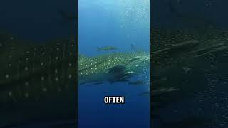 Whale Sharks 🐋 Gentle Giants Of The Oceans🌊whale whaleshark wildlife [upl. by Nylhsa]