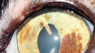 What is Feline Iris Melanosis [upl. by Doris]