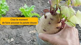 La patate douce  de la germination à la plantation 2022 [upl. by Iot]