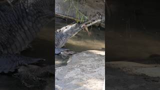 Feeding Time for Gharials Watch These Rare Crocs Snag Their Meal [upl. by Kehsihba]