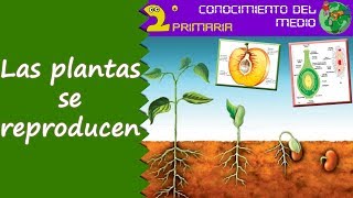 Cono 2º Primaria Tema 6 La reproducción de las plantas [upl. by Aseena]