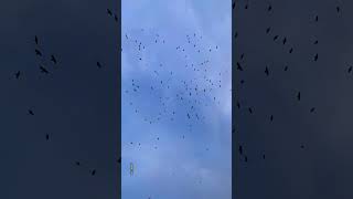 Crows Cawing crows asmrbirdsong asmrsound bluesky asmrcommunity [upl. by Assirolc301]