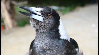 R2D2 the Australian Magpie Warbles His Heart out [upl. by Fawcette767]