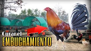 Tratamiento para CURAR el EMBUCHAMIENTO en 1 Día  Gallos Finos🐓✅ [upl. by Ecirtam]