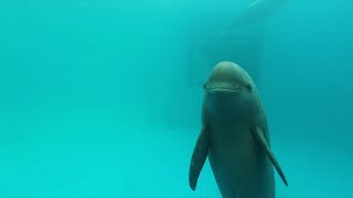 GLOBALink  Endangered finless porpoises spotted in Chinas Yangtze River [upl. by Obbard739]