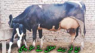 22 kg milk Jersey cross cow 03124578623In Pakistan on YouTubeDate111124 [upl. by Wagoner]