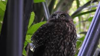 RuruMorepork at Centennial reserve Miramar [upl. by Valenka]