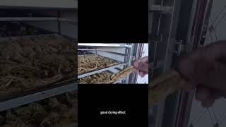 hot air circulating mushroom fruit drying machine Spice Herb Plant dehydrator machine [upl. by Ambler]