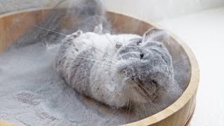 Chinchilla takes incredible dust bath in Super Slomo 120fps [upl. by Efram]