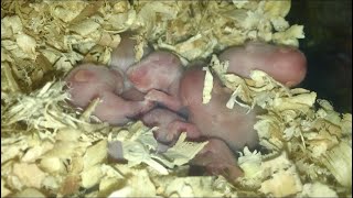 6 Days Old Hamster Babies 🐹🥰 Feeding Mother Hamster 🐹 [upl. by Adallard]