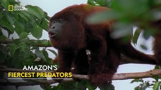 Jaguar Battle  Amazonia  हिंदी  Full Episode  S1  E3  Nat Geo Wild [upl. by Ecnerrot969]