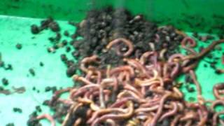 Largest worm farm ot the Netherlands [upl. by Odlabu838]