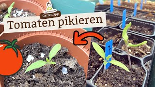 Wann und wie werden Tomaten pikiert und umgetopft [upl. by Neeven]