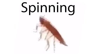 Spinning Cockroach Meme [upl. by Diehl584]