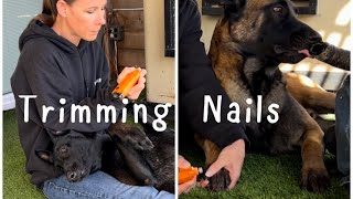 Trimming Our Dogs Nails gimars dogtraining doglife [upl. by Donia704]