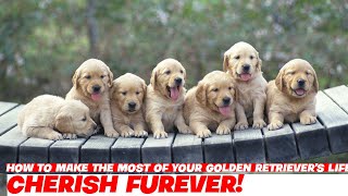 How to Make the Most of Your Golden Retrievers Life [upl. by Gintz]