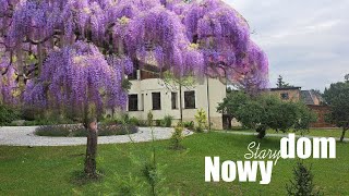 Wisteria Glicynia w ogrodzie Nowego Starego Domu  Realizujemy Wasze pomysły [upl. by Ainej867]