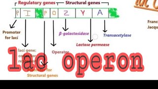 Lac Operon in hindi [upl. by Nesyrb]