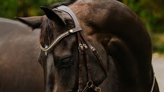 Lumiere Equestrian quotDallasquot bridle [upl. by Ettezel705]