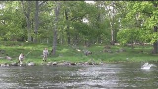 Emån Salmon 45 lb May salmon in River Em Sweden lax [upl. by Aruol]