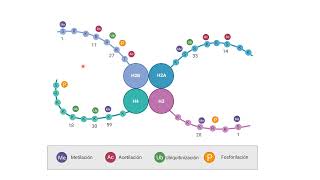 Clase 6 Mecanismos de Histonas y Estabilidad Genómica [upl. by Mcintyre]