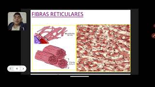 Fibras Reticulares  Histología y Embriologia [upl. by Nosrak]