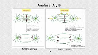 La anafase [upl. by Caroline]