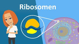 Ribosomen  Translation Aufbau amp Funktion  Studyflix [upl. by Baryram759]