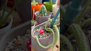 Yeni kaktüsüm ve kopan kaktüsüm🌵fypシ゚viral bitki çimlendirme kaktüs cactus shortsviral [upl. by Claus]