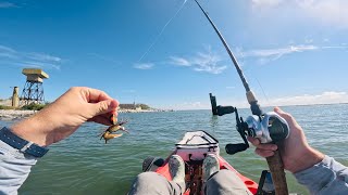 SHEEPSHEAD vs TAUTOG Fishing LIVE Fiddler Crabs Catch Clean Cook Inshore Fishing [upl. by Oizirbaf367]