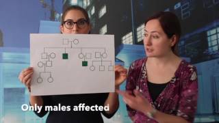 Genetic pedigrees  how to draw and use them [upl. by Spain]