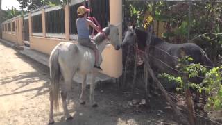 Campanero un caballo súper manso [upl. by Eldreeda]