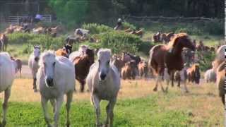 EATONS RANCH Wyoming  MORNING WRANGLE [upl. by Enaillil]