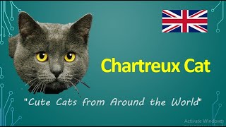 Chartreux Cat quotCute Cats from Around the Worldquot [upl. by Ardnu446]