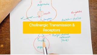 Cholinergic Transmission  Cholinergic receptors [upl. by Richardo977]