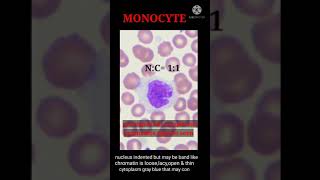 Monocyte vs large lymphocyte shorts [upl. by Drislane]