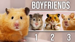 1 Hamster 3 Boyfriends [upl. by Alak]