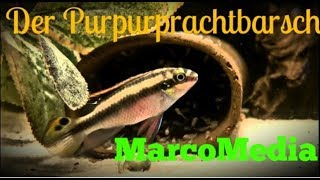 Der Purpurprachtbarsch Pelvicachromis pulcher [upl. by Enybor]