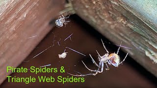 Pirate Spiders and Other Spiders spider spiders pacificnorthwest [upl. by Aliban]