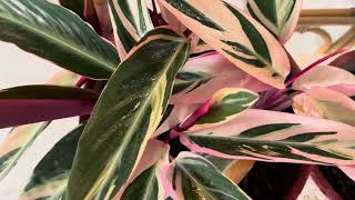 About Calathea Triostar House Plant [upl. by Cired]