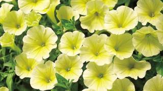 Production Tips for Growers Surfinia Petunias [upl. by Rotman557]