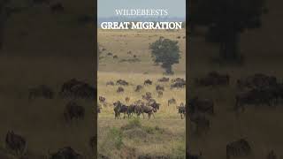 Experience the Drama of Wildebeest Migration [upl. by Aruon]