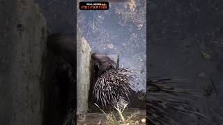 கிணற்றில் விழுந்த முள்ளம் பன்றி 🦔🦔🦔🦔 Rescue hedgehog 😱😱😱😱 [upl. by Lodi990]