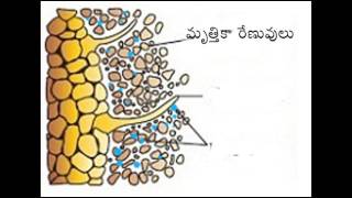 లెగూమ్ మొక్కలలో వేరు బుడిపేలు ఏర్పడుట  Root nodule formation in Legume plants  Botany lesson [upl. by Enyawd147]