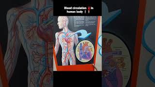 Blood circulation in human body Anatomy and physiology of cardiovascular system [upl. by Etnoed]