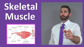 Skeletal Muscle Tissue Contraction Sarcomere Myofibril Anatomy Myology [upl. by Buzz]