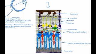 Neurobiologie  Aufbau der Netzhaut [upl. by Iah]