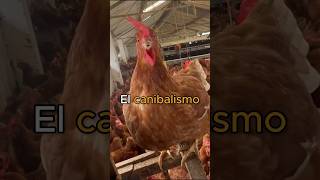 Canibalismo en GALLINAS PONEDORAS [upl. by Gayl]